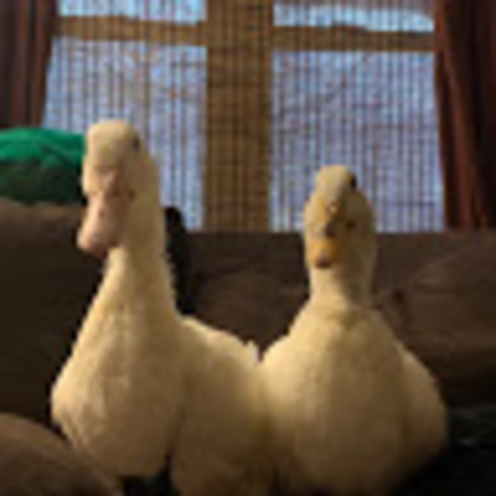 Meet your Posher, Paige